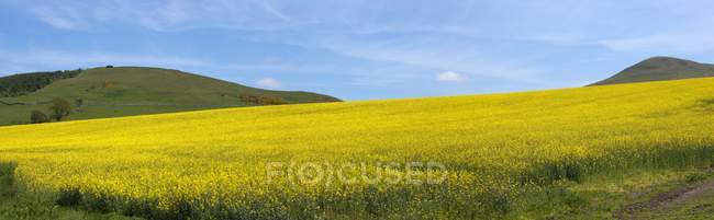 Field Of Yellow Flowers — Stock Photo