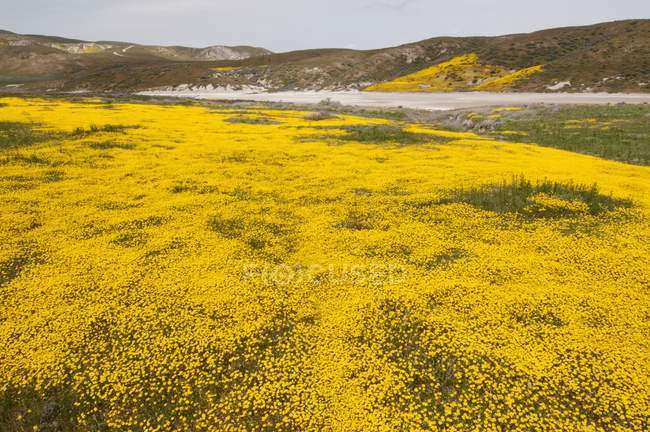 Цветут на поле полевые цветы — стоковое фото