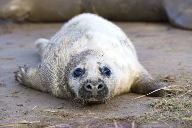 Тюленя лежить на землі — стокове фото