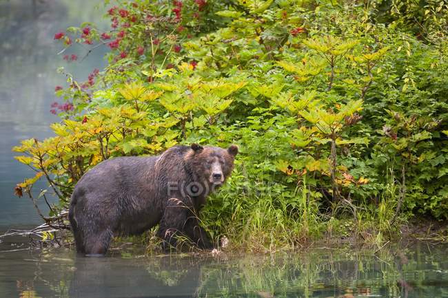 Grizzlybär läuft im Wasser — Stockfoto