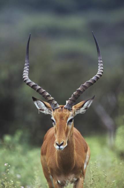 Impala standing on green grass — Stock Photo