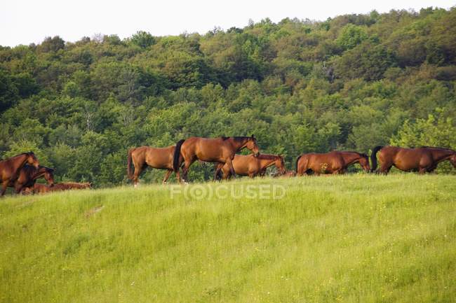 Horses Grazing In Field — Stock Photo
