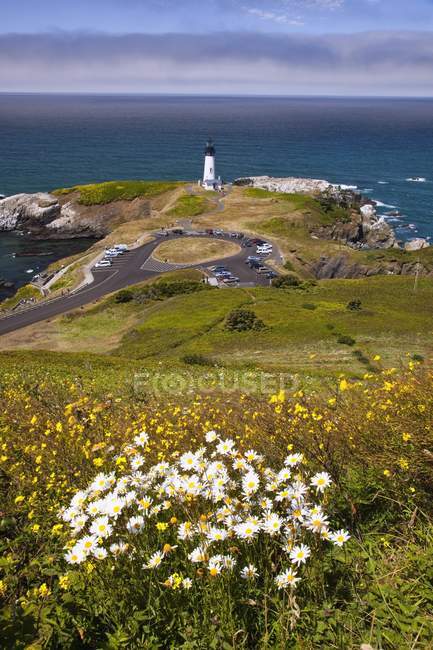 Wildflowers And Yaquina Head Lighthouse — Stock Photo