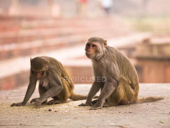 Macacos sentados no chão — Fotografia de Stock