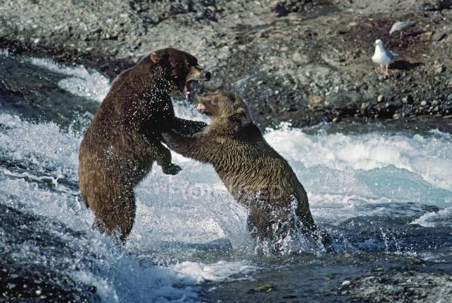 Grizzly Bears Luta — Fotografia de Stock