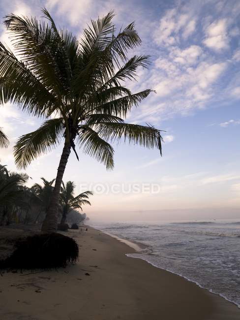 Playa de arena con árboles - foto de stock