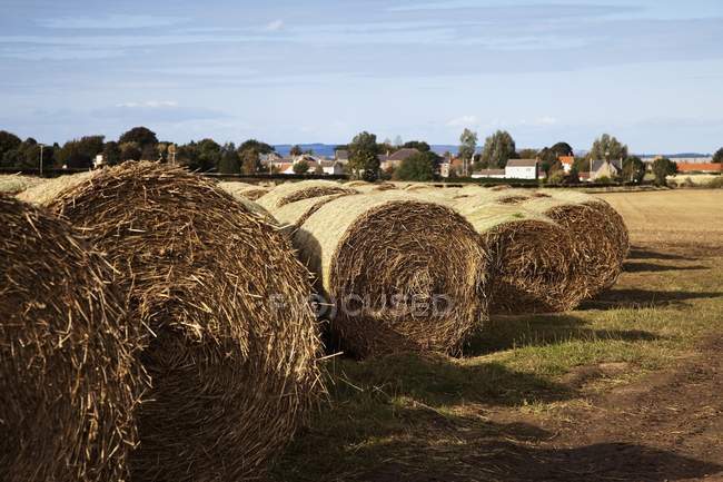 Тюки сіна над полем — стокове фото