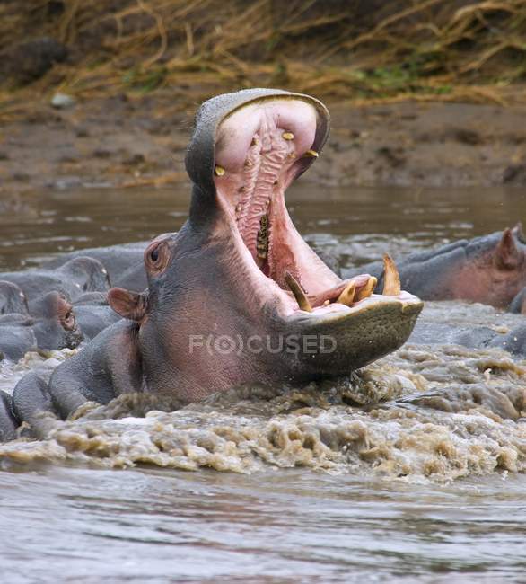 Yawning Hippopotamus na água — Fotografia de Stock