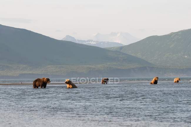 П'ять ведмедів Грізлі — стокове фото