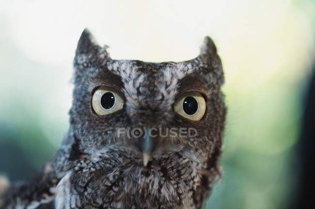 Eastern Screech Owl — Stock Photo