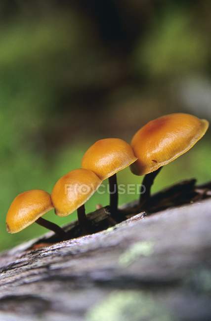 Mushrooms Growing On Log — Stock Photo