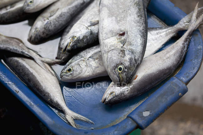 Fresh Fish At Market — Stock Photo