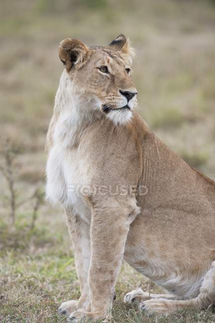 Львица сидит на траве — стоковое фото