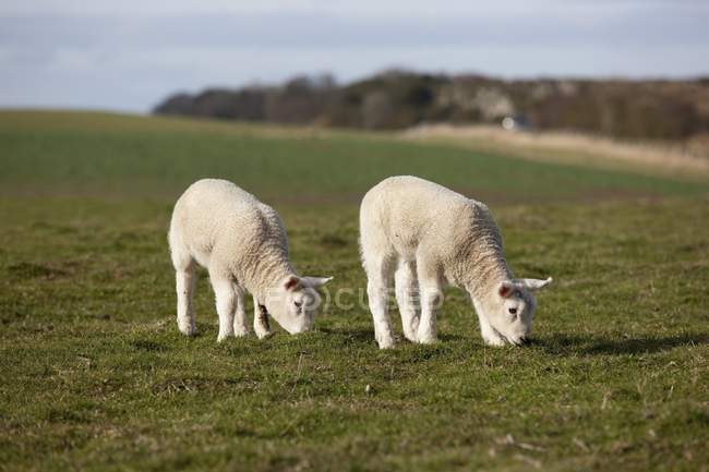 Deux agneaux broutant — Photo de stock