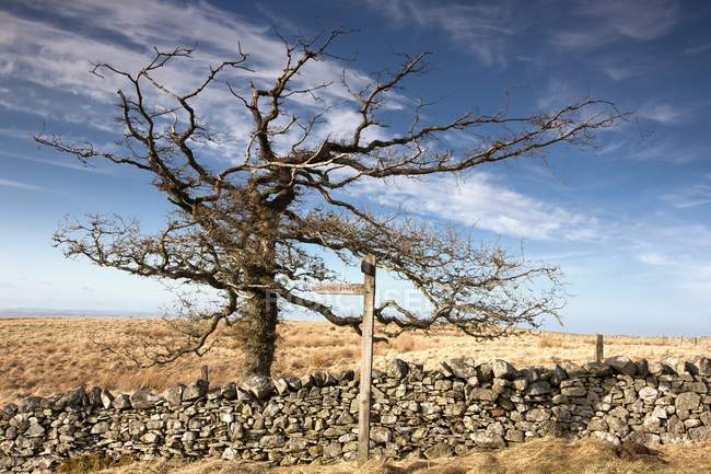 Leafless Tree By Stone Wall — Stock Photo