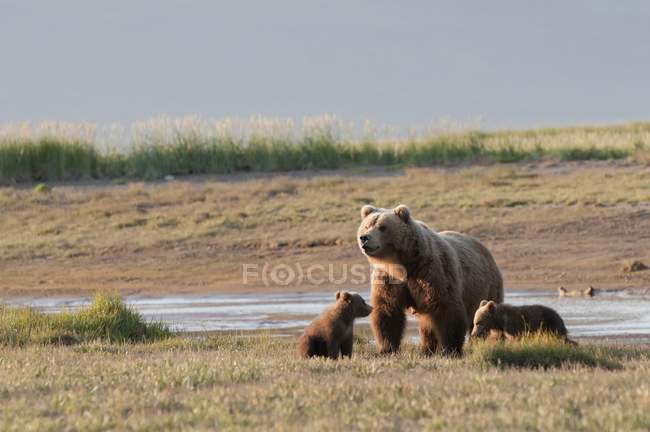 Grizzly Bear With Cubs — Stock Photo
