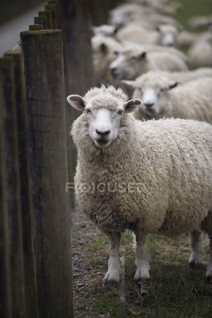 Troupeau de moutons debout — Photo de stock