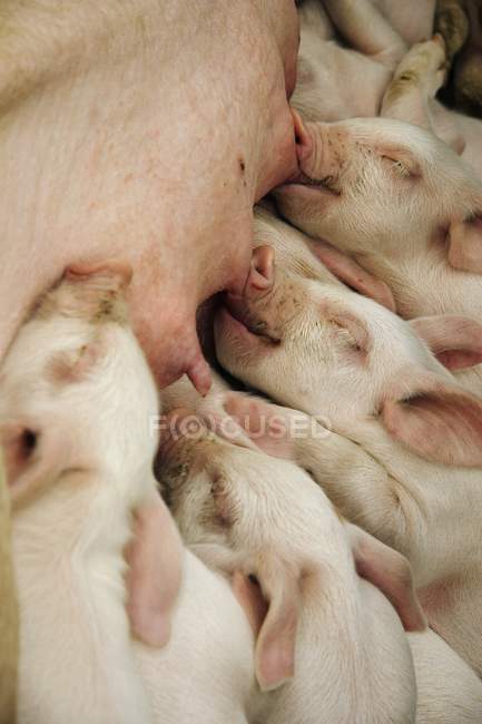 Baby Piglets Suckling — Stock Photo