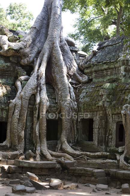 Корни дерева, покрывающие храм — стоковое фото