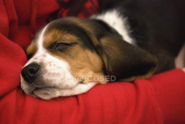 Hund schläft auf Decke — Stockfoto