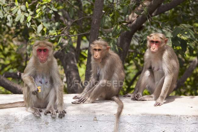 Three Monkeys Sitting — Stock Photo