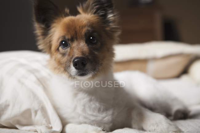 Cane sdraiato sul letto — Foto stock