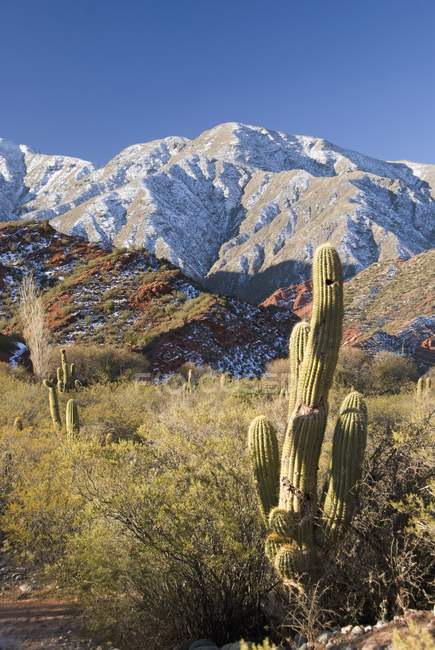 Cacti In The Andes; Salta — Stock Photo