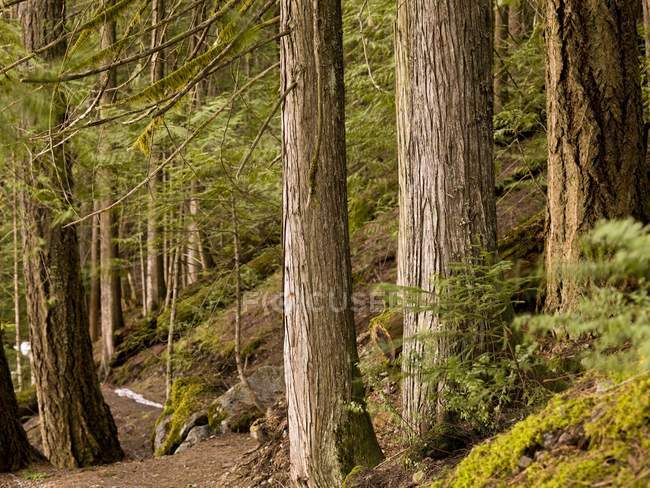 Camino forestal en Whistler - foto de stock