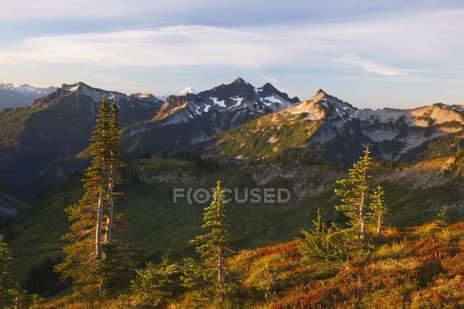 Mountains peaks with trees — Stock Photo