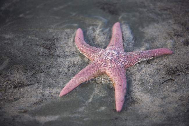 Морська зірка прокладки на пляжі — стокове фото