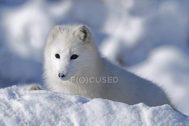 Арктическая лиса в поисках снега — стоковое фото