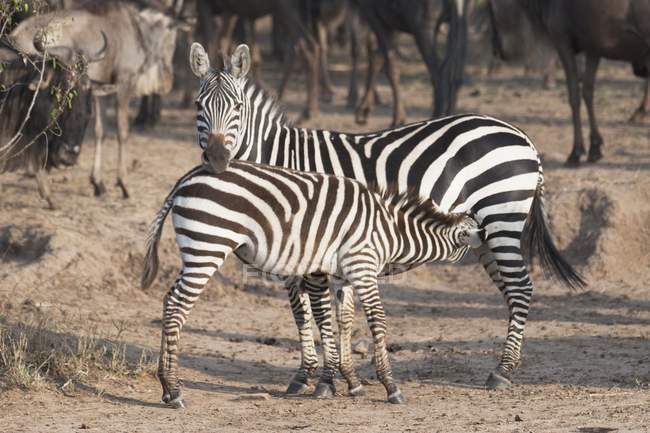 Зебри, стоячи на землю — стокове фото