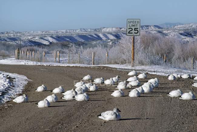 Отдых снежных гусей — стоковое фото