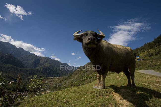 Buffalo d'eau debout sur le terrain — Photo de stock