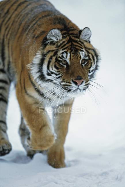 Tigre siberiano caminando en la nieve - foto de stock