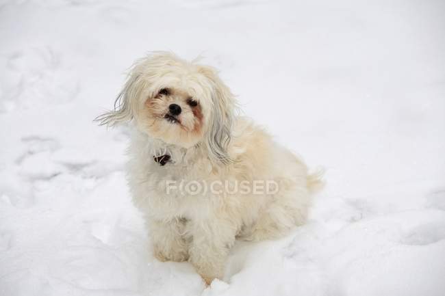 Perro blanco sentado en la nieve - foto de stock