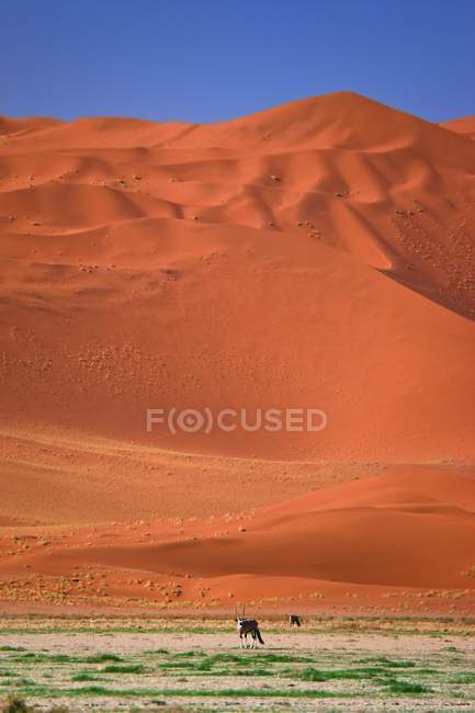 Deserto com dunas de areia — Fotografia de Stock