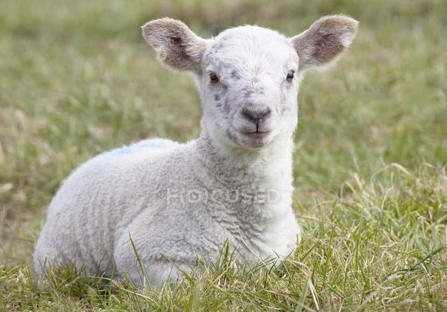 Lamb laying on grass — Stock Photo