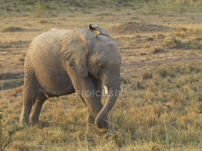 Слон стоїть на лузі — стокове фото