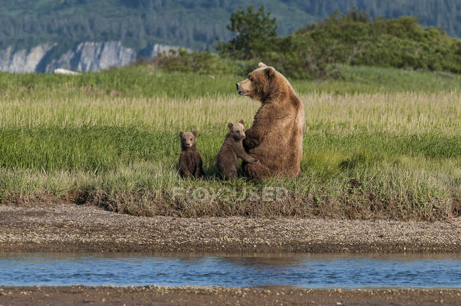 Urso Grizzly e filhotes — Fotografia de Stock