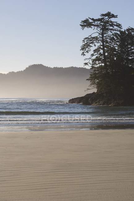 Praia de areia com árvores — Fotografia de Stock