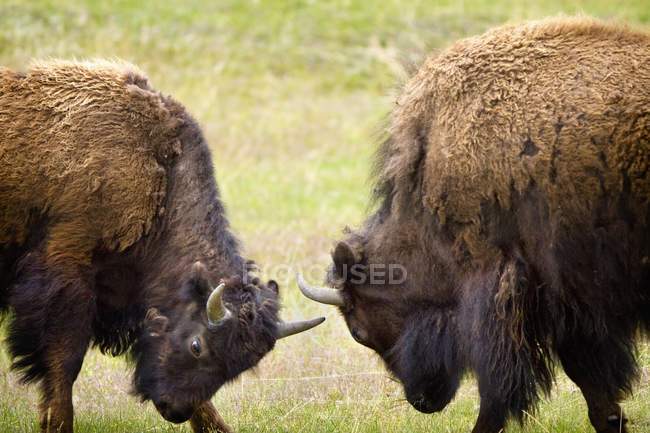 Dos bisontes macho - foto de stock