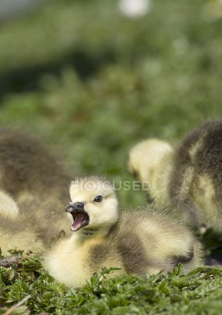 Fuzzy Goslings sitting — Stock Photo