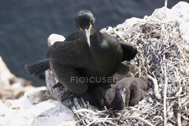 Shag With Chick sitting in nest — Stock Photo