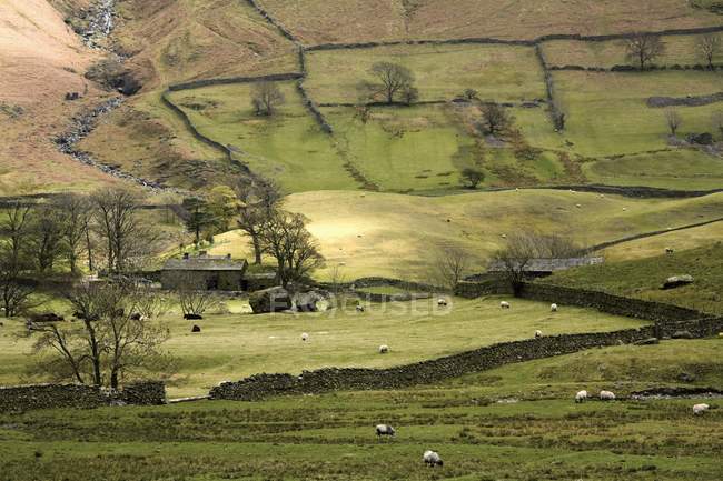 Schafe weiden auf Weiden — Stockfoto