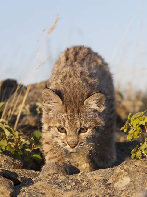 Bobcat Kitten esplora affioramento — Foto stock