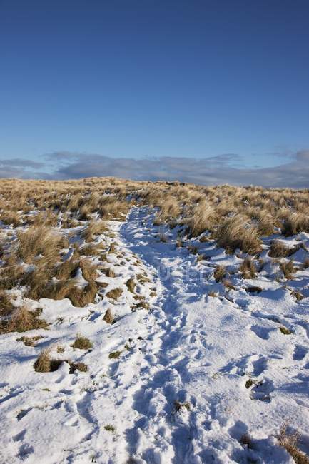 Neve sul campo di erba lunga — Foto stock