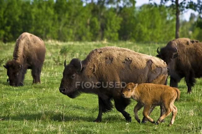 Bisons en el campo con hierba verde - foto de stock