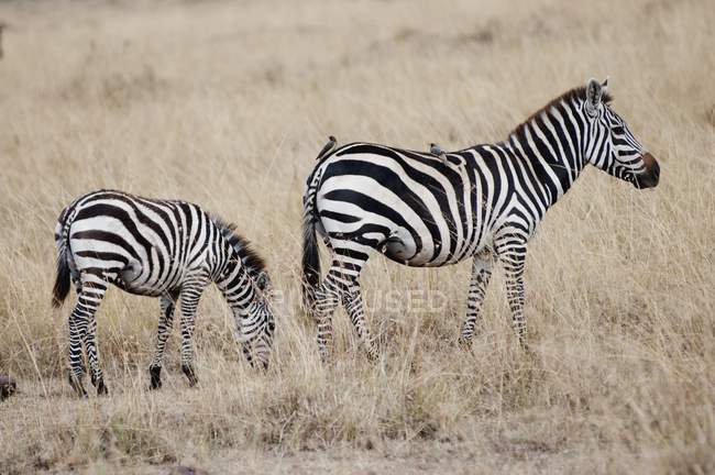 Зебры стоят над сушеными растениями — стоковое фото