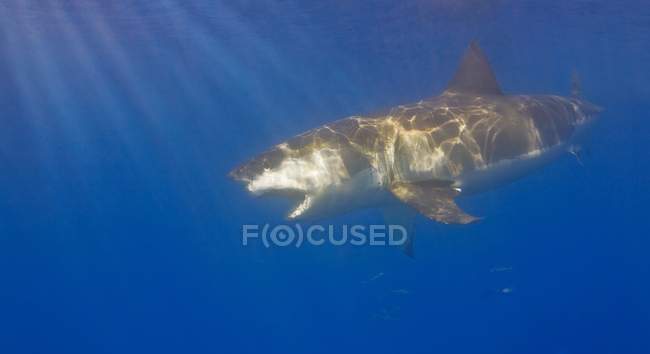 Grande tubarão branco — Fotografia de Stock